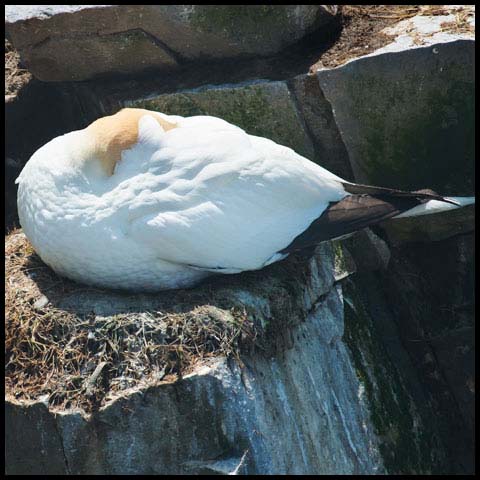 Northern Gannet