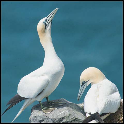 Northern Gannet