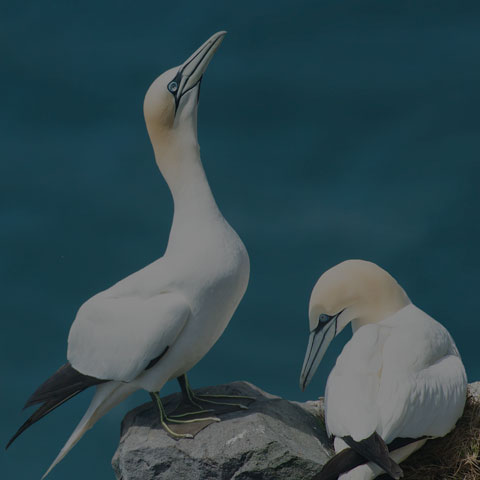 Northern Gannet
