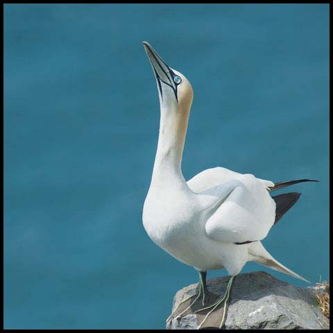 Northern Gannet