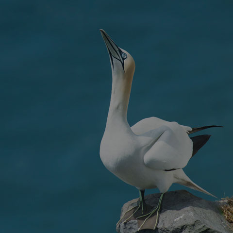 Northern Gannet