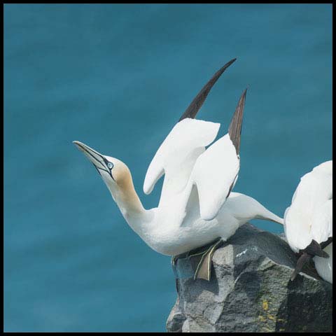 Northern Gannet