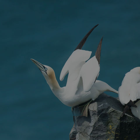 Northern Gannet