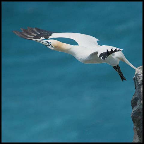Northern Gannet