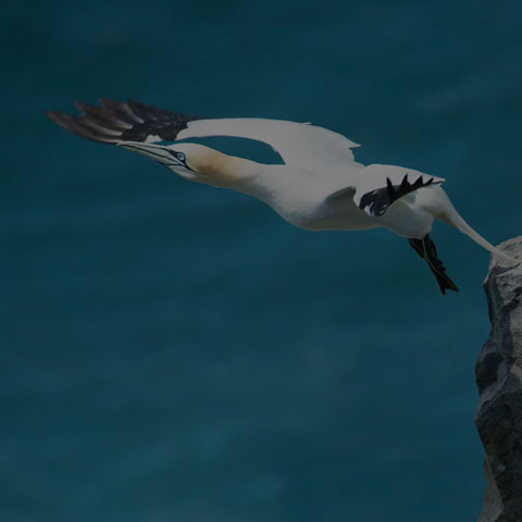 Northern Gannet