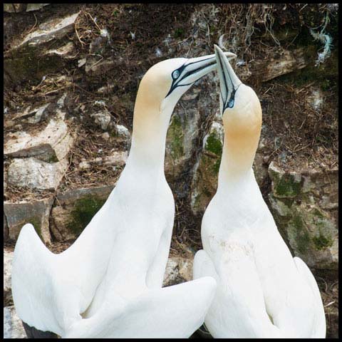 Northern Gannet