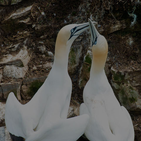 Northern Gannet