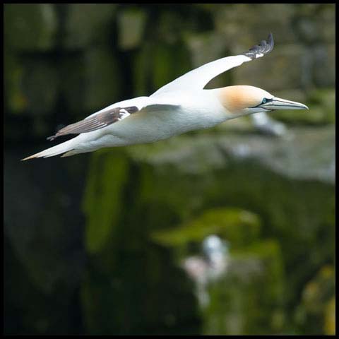 Northern Gannet