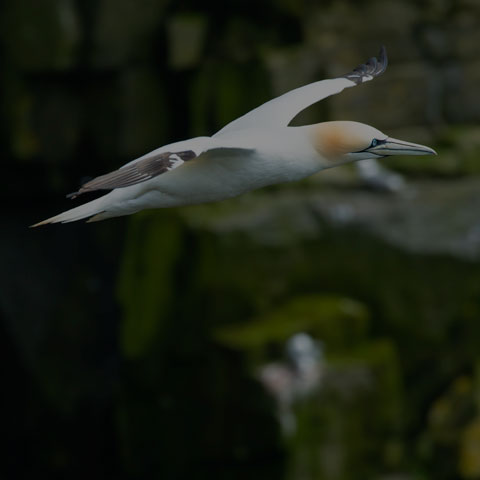 Northern Gannet