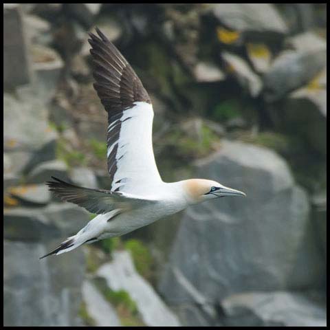 Northern Gannet