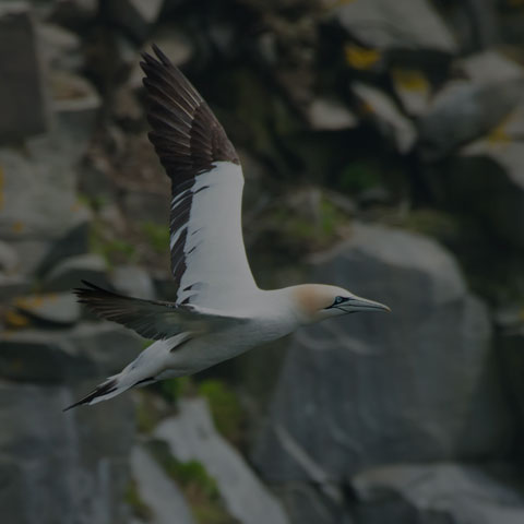 Northern Gannet