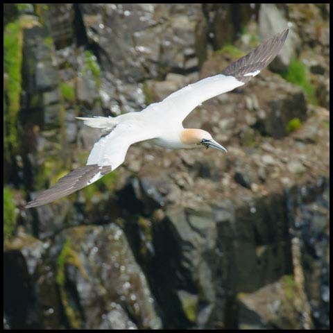 Northern Gannet
