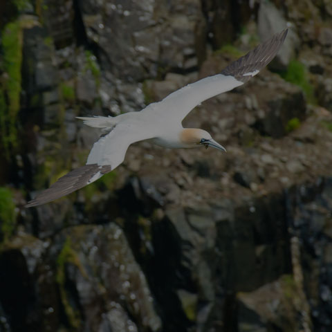 Northern Gannet