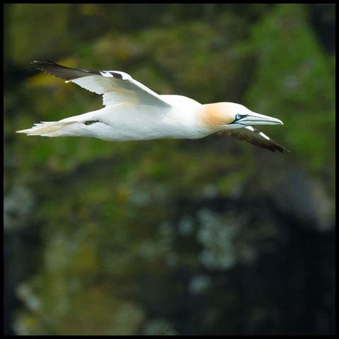 Northern Gannet