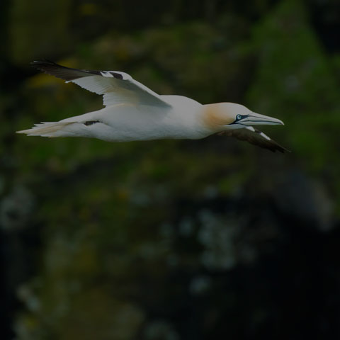 Northern Gannet