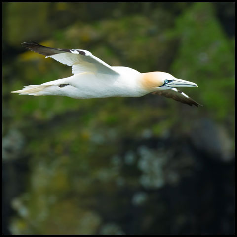 Northern Gannet