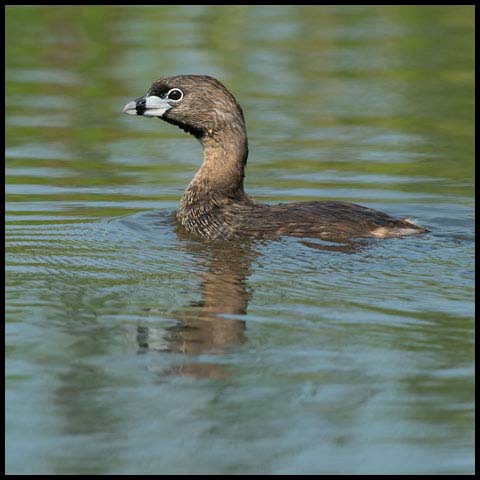 Pied-billed Grebe