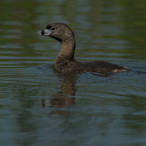 Pied-billed Grebe