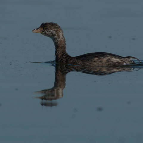Pied-billed Grebe