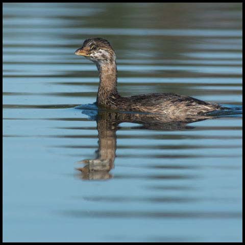 Pied-billed Grebe