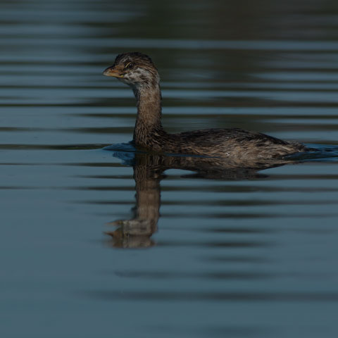 Pied-billed Grebe