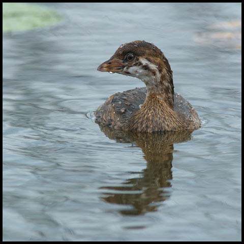 Pied-billed Grebe