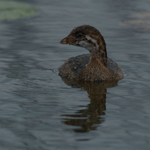 Pied-billed Grebe