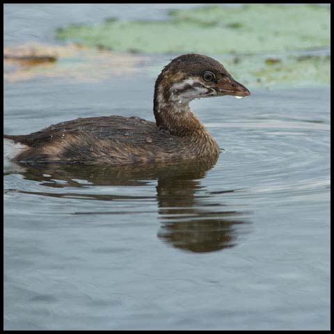 Pied-billed Grebe