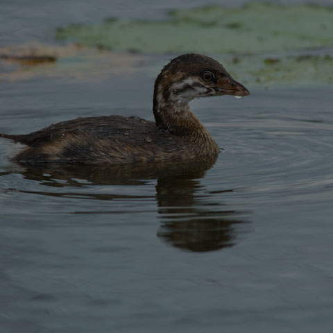 Pied-billed Grebe