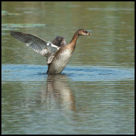 Pied-billed Grebe