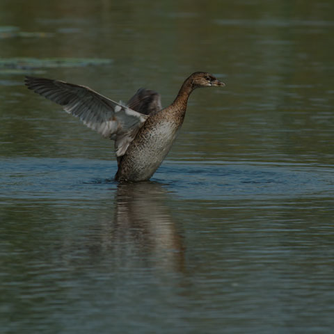 Pied-billed Grebe