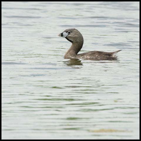 Pied-billed Grebe