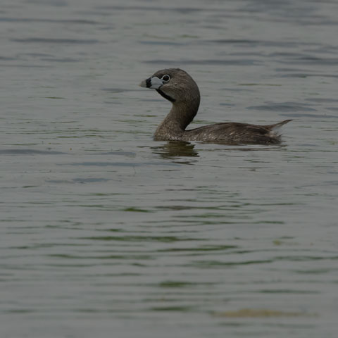 Pied-billed Grebe