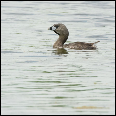 Pied-billed Grebe