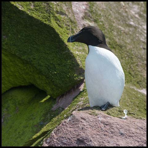 Razorbill