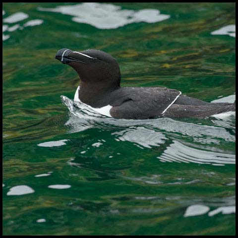 Razorbill
