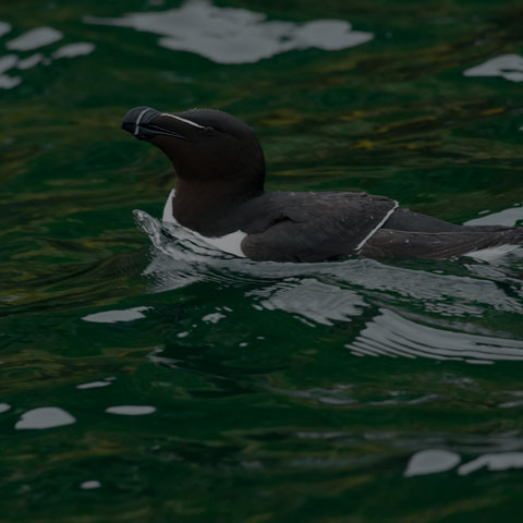 Razorbill