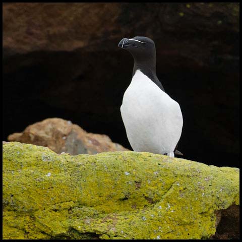 Razorbill