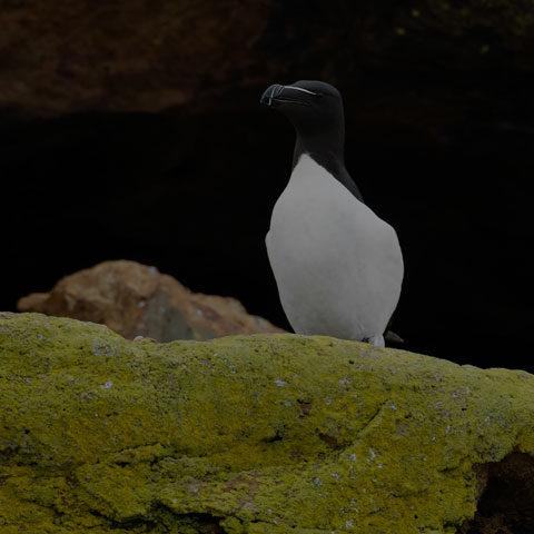 Razorbill