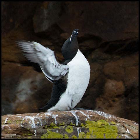 Razorbill