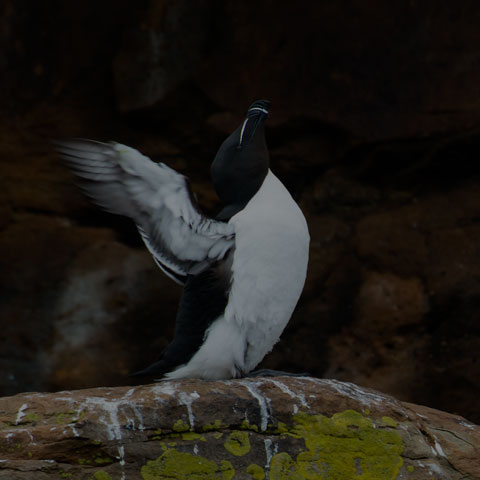 Razorbill