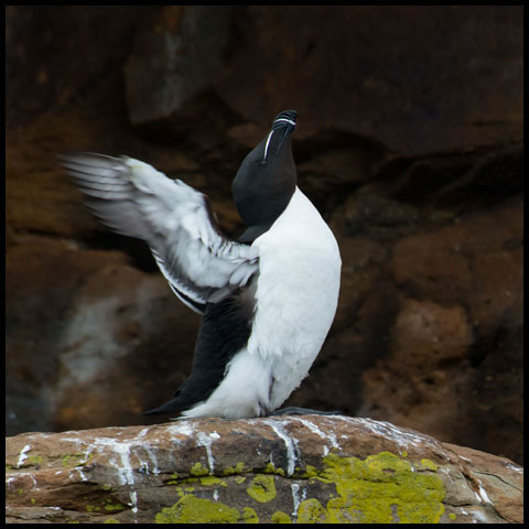 Razorbill