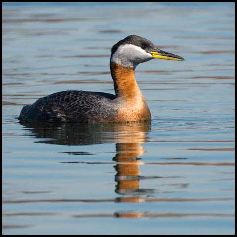 Red-necked Grebe