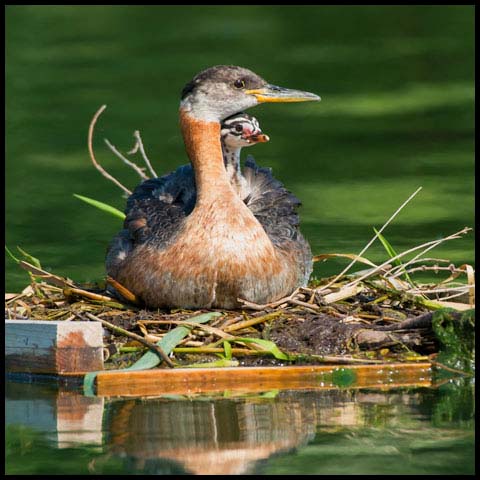 Red-necked Grebe