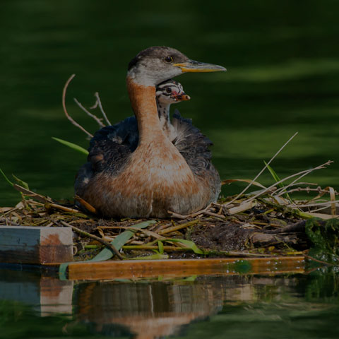 Red-necked Grebe