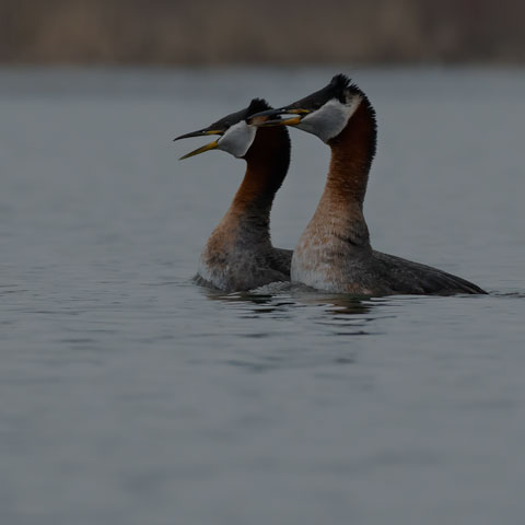 Red-necked Grebe