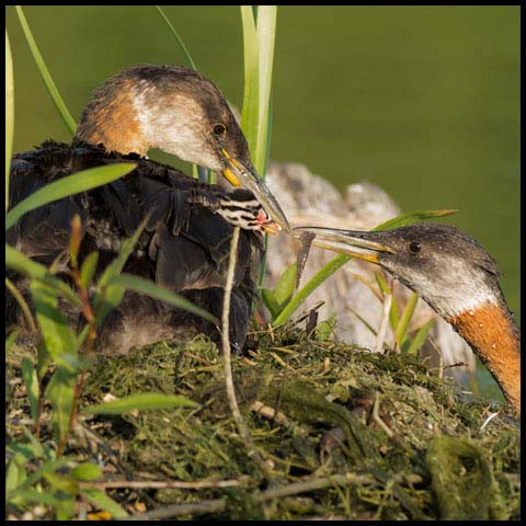 Red-necked Grebe