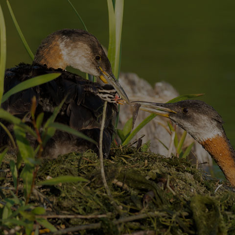 Red-necked Grebe