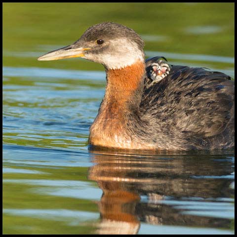 Red-necked Grebe