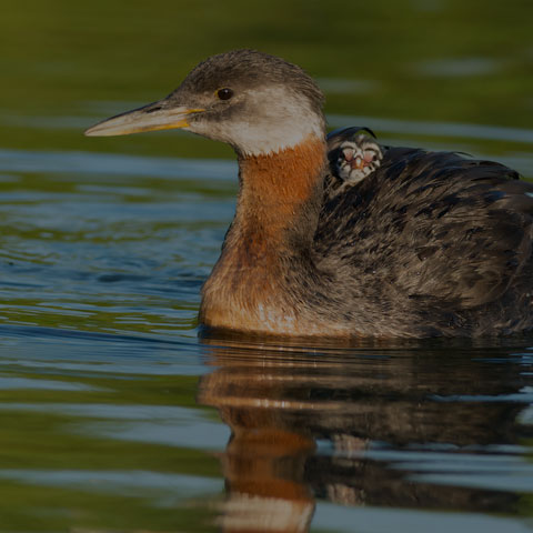 Red-necked Grebe